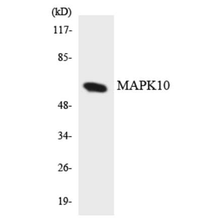 Western Blot - Anti-MAPK10 Antibody (R12-2993) - Antibodies.com