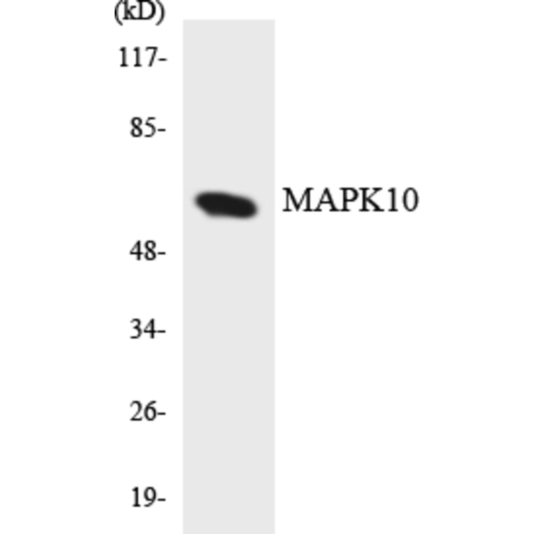 Western Blot - Anti-MAPK10 Antibody (R12-2993) - Antibodies.com