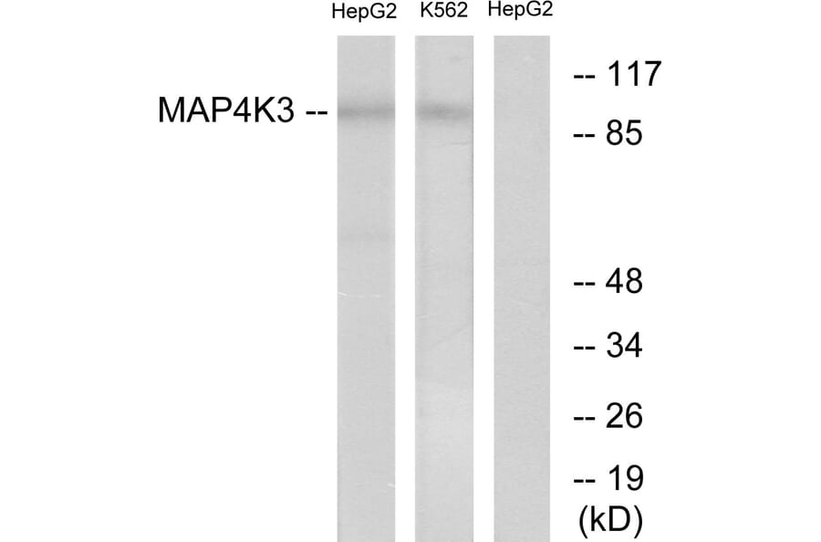 Western Blot - Anti-MAP4K3 Antibody (C11306) - Antibodies.com