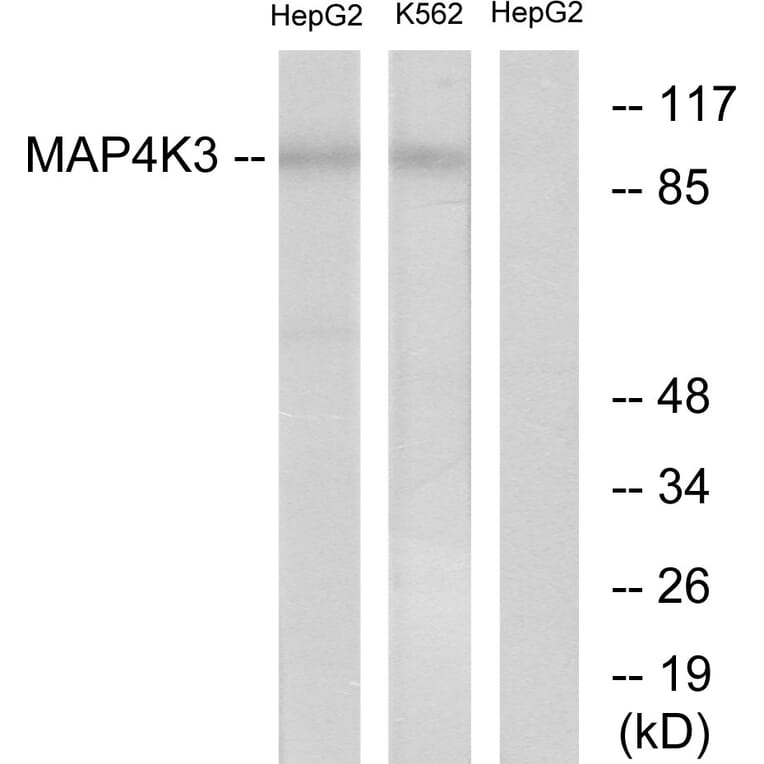 Western Blot - Anti-MAP4K3 Antibody (C11306) - Antibodies.com