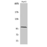 Western Blot - Anti-MAP4K3 Antibody (C11306) - Antibodies.com