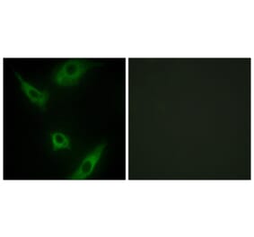 Immunofluorescence - Anti-MAP3K1 Antibody (C10960) - Antibodies.com