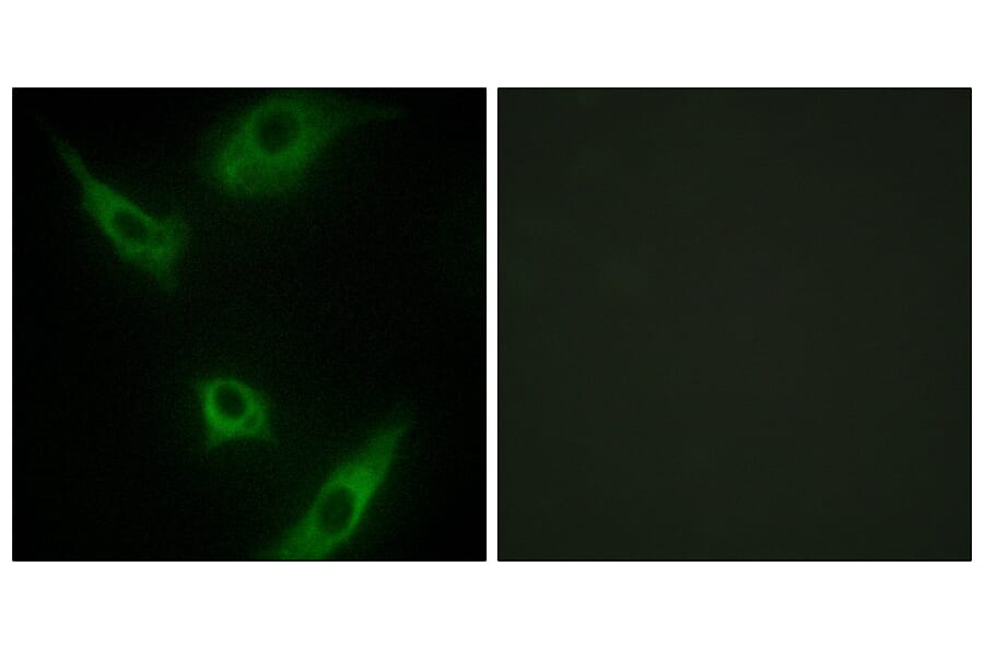 Immunofluorescence - Anti-MAP3K1 Antibody (C10960) - Antibodies.com