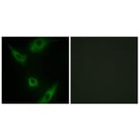 Immunofluorescence - Anti-MAP3K1 Antibody (C10960) - Antibodies.com