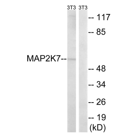 Western Blot - Anti-MAP2K7 Antibody (B8140) - Antibodies.com