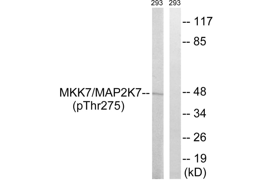 Western Blot - Anti-MAP2K7 Antibody (B8141) - Antibodies.com