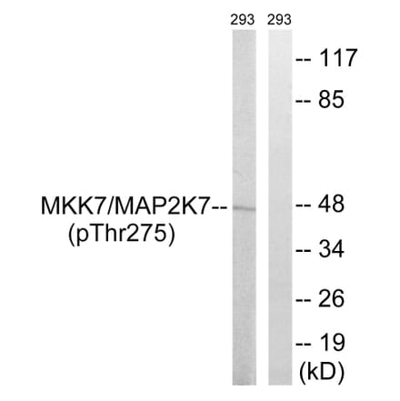 Western Blot - Anti-MAP2K7 Antibody (B8141) - Antibodies.com