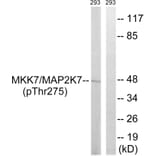Western Blot - Anti-MAP2K7 Antibody (B8141) - Antibodies.com