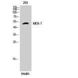 Western Blot - Anti-MAP2K7 Antibody (B8141) - Antibodies.com