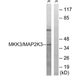 Western Blot - Anti-MAP2K3 Antibody (B8139) - Antibodies.com