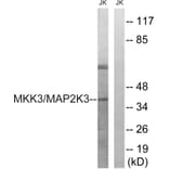 Western Blot - Anti-MAP2K3 Antibody (B8139) - Antibodies.com