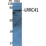 Western Blot - Anti-LRRC41 Antibody (C16455) - Antibodies.com