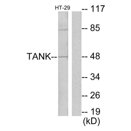 Western Blot - Anti-I-TRAF Antibody (C13120) - Antibodies.com