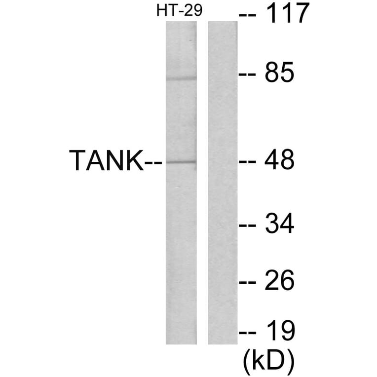 Western Blot - Anti-I-TRAF Antibody (C13120) - Antibodies.com