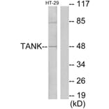 Western Blot - Anti-I-TRAF Antibody (C13120) - Antibodies.com