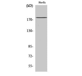 Western Blot - Anti-IQGAP3 Antibody (C18196) - Antibodies.com