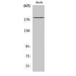 Western Blot - Anti-IQGAP3 Antibody (C18196) - Antibodies.com