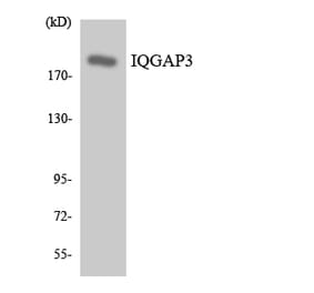 Western Blot - Anti-IQGAP3 Antibody (R12-2931) - Antibodies.com