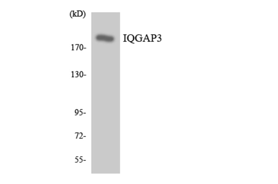 Western Blot - Anti-IQGAP3 Antibody (R12-2931) - Antibodies.com