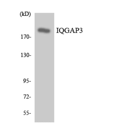 Western Blot - Anti-IQGAP3 Antibody (R12-2931) - Antibodies.com