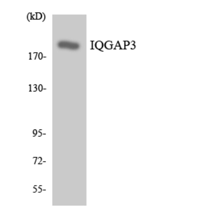 Western Blot - Anti-IQGAP3 Antibody (R12-2931) - Antibodies.com