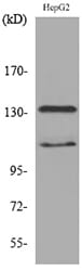 Western blot analysis of lysate from HepG2 cells using Anti-INPPL1 Antibody.