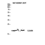 Western Blot - Anti-IL36RN Antibody (C30617) - Antibodies.com