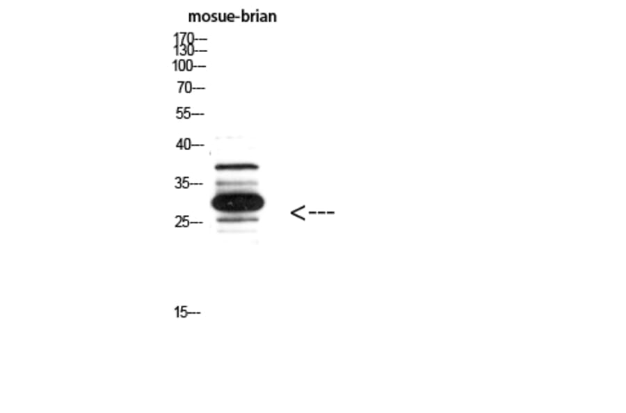 Western Blot - Anti-IGFBP3 Antibody (C30173) - Antibodies.com