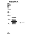 Western Blot - Anti-IGFBP3 Antibody (C30173) - Antibodies.com