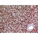 Immunohistochemistry - Anti-IGFBP3 Antibody (C30173) - Antibodies.com