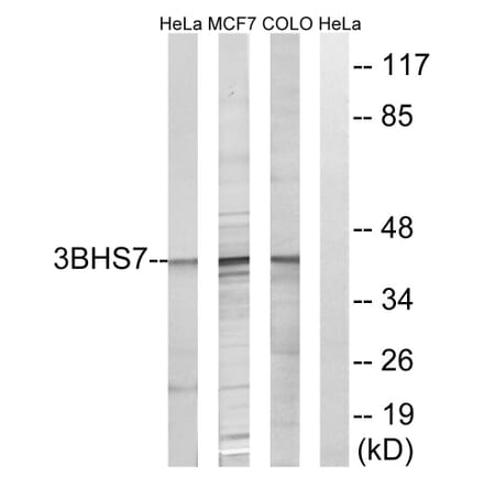 Western Blot - Anti-HSD3B7 Antibody (C14049) - Antibodies.com