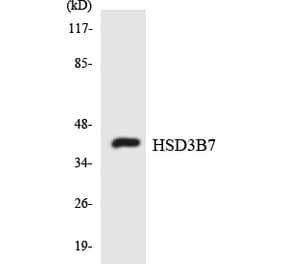 Western Blot - Anti-HSD3B7 Antibody (R12-2895) - Antibodies.com