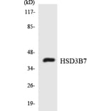 Western Blot - Anti-HSD3B7 Antibody (R12-2895) - Antibodies.com