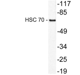Western Blot - Anti-HSC 70 Antibody (R12-2188) - Antibodies.com