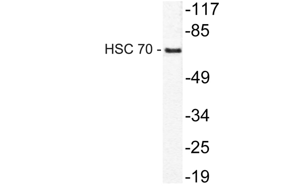 Western Blot - Anti-HSC 70 Antibody (R12-2188) - Antibodies.com