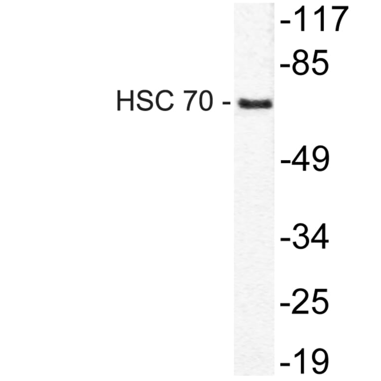 Western Blot - Anti-HSC 70 Antibody (R12-2188) - Antibodies.com