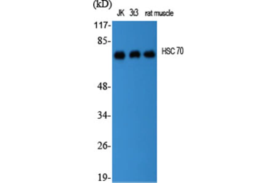 Western Blot - Anti-HSC 70 Antibody (R12-2188) - Antibodies.com