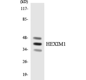 Western Blot - Anti-HEXIM1 Antibody (R12-2875) - Antibodies.com