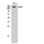 Western Blot - Anti-HDAC7A Antibody (B8511) - Antibodies.com