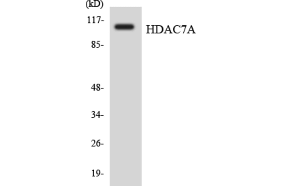 Western Blot - Anti-HDAC7A Antibody (R12-2871) - Antibodies.com