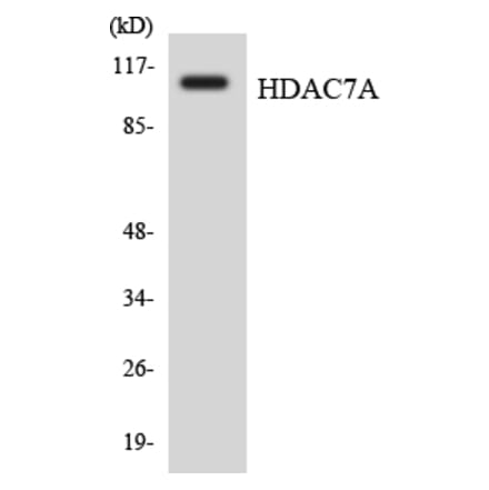 Western Blot - Anti-HDAC7A Antibody (R12-2871) - Antibodies.com