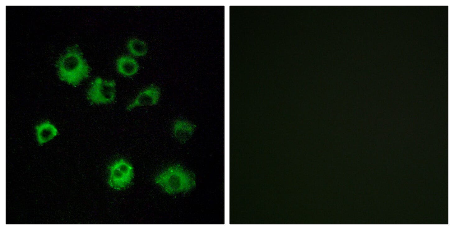 Immunofluorescence analysis of MCF7 cells using Anti-HCRTR1 Antibody. The right hand panel represents a negative control, where the antibody was pre-incubated with the immunising peptide.