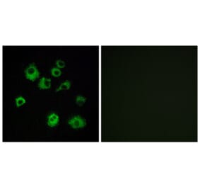 Immunofluorescence - Anti-HCRTR1 Antibody (G703) - Antibodies.com