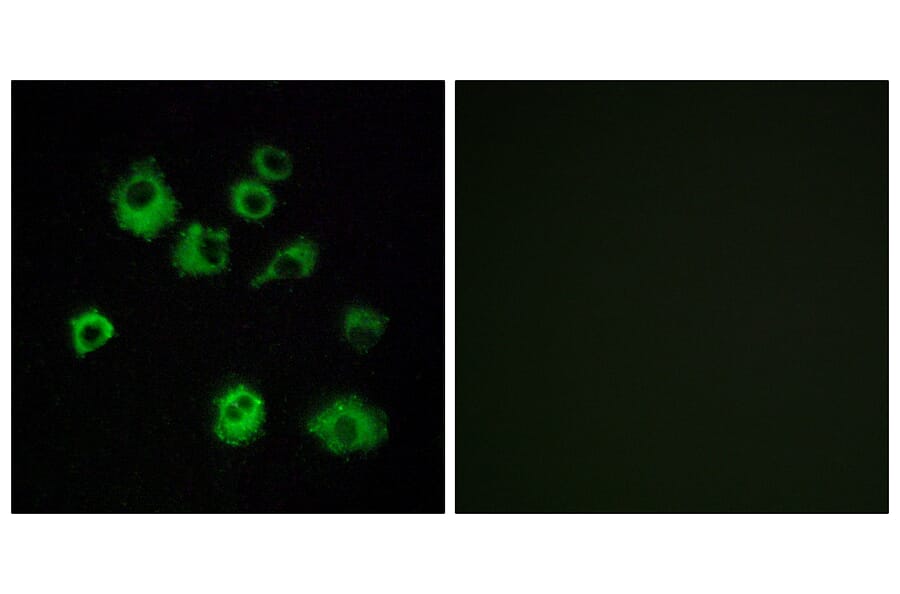 Immunofluorescence - Anti-HCRTR1 Antibody (G703) - Antibodies.com