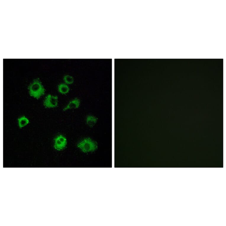 Immunofluorescence - Anti-HCRTR1 Antibody (G703) - Antibodies.com