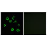 Immunofluorescence - Anti-HCRTR1 Antibody (G703) - Antibodies.com