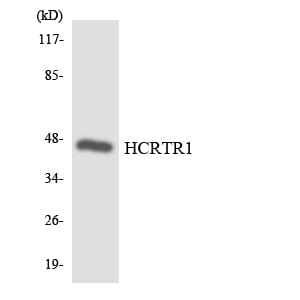 Western blot analysis of the lysates from HepG2 cells using Anti-HCRTR1 Antibody.