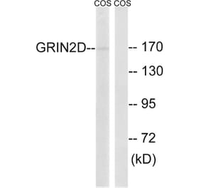 Western Blot - Anti-GRIN2D Antibody (C15922) - Antibodies.com