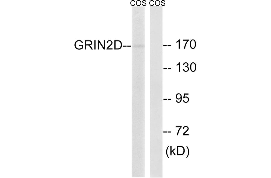 Western Blot - Anti-GRIN2D Antibody (C15922) - Antibodies.com
