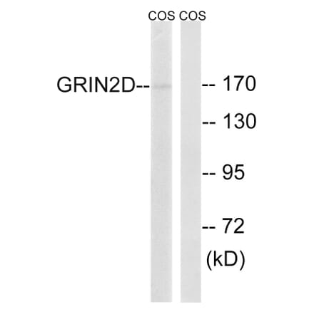 Western Blot - Anti-GRIN2D Antibody (C15922) - Antibodies.com